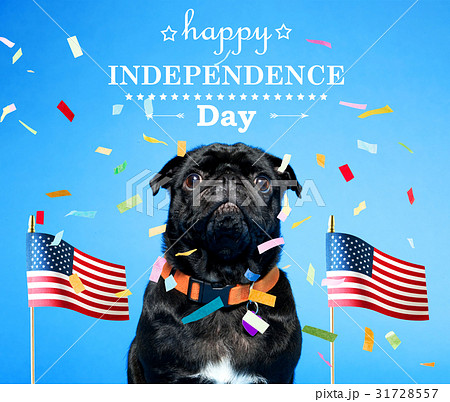Black pug on the fourth of July 31728557