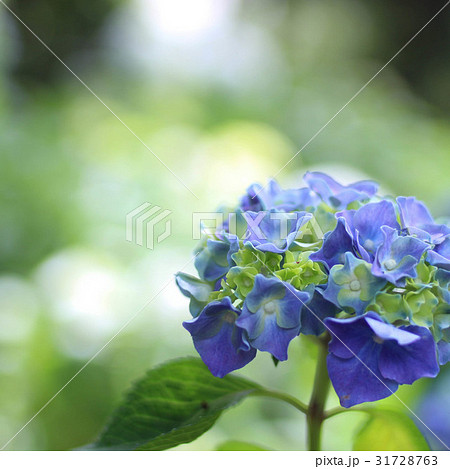 紫陽花 31728763
