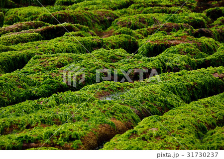 Green reef of Laomei coast 31730237