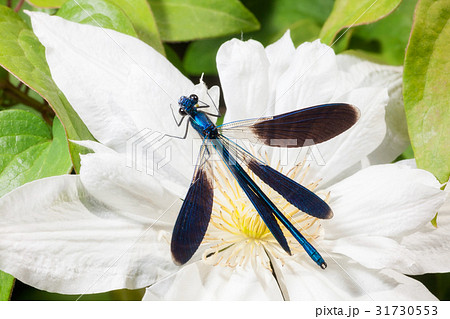 dragonfly dragonfly 31730553