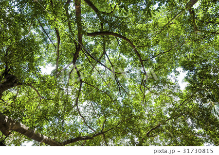 banyan tree in the park 31730815