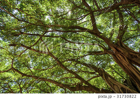 banyan tree in the park 31730822