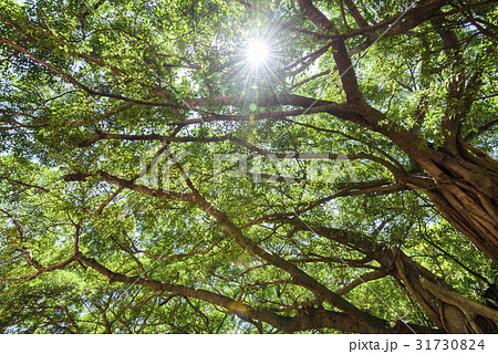 banyan tree in the park 31730824