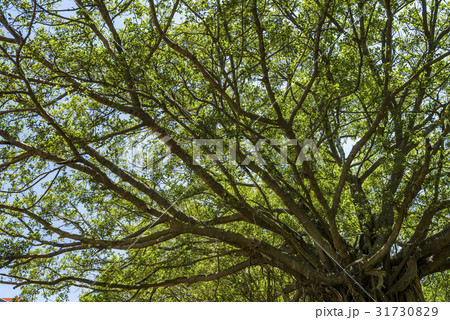 banyan tree in the park banyan tree in the park 31730829