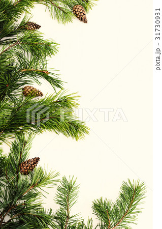 Spruce tree branches frame, evergreen garland 31730931