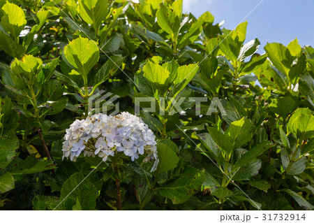 Hortensia grows on Sao Miguel island everywhere 31732914