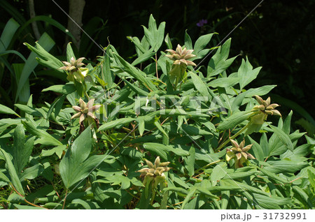 ボタン(花の後) 31732991