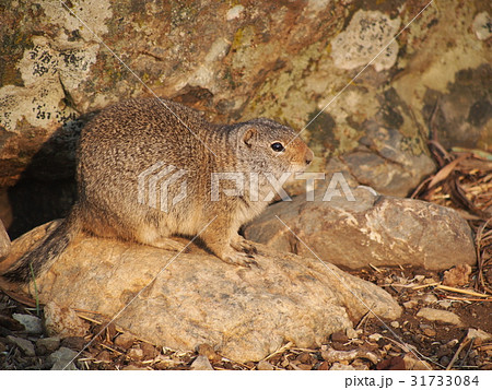 ユインタジリス 31733084