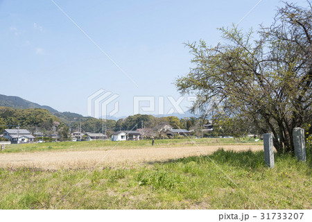 大宰府政庁の東にあった学校院跡(福岡県太宰府市) 大宰府政庁の東にあった学校院跡(福岡県太宰府市) 31733207