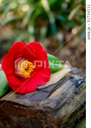 ツバキ・熊谷 31734211