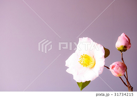 ツバキ・曙 31734215