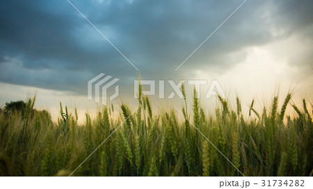 Spikelets of wheat in a field with grain, against 31734282