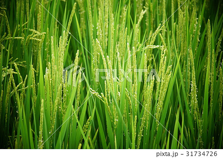 ごはん イネ 米 31734726