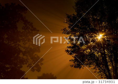 Fog in the mysterious forest, the rays shine Fog in the mysterious forest, the rays shine 31734931