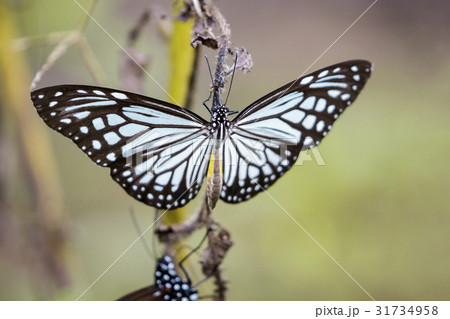 Image of a butterfly (The Pale Blue Tiger). 31734958