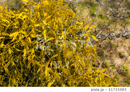 Mistletoe on a tree Mistletoe on a tree 31735065