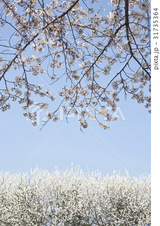 枝 桜 風景 31735364