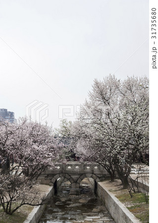 花 梅 オクチョンギョ 31735680