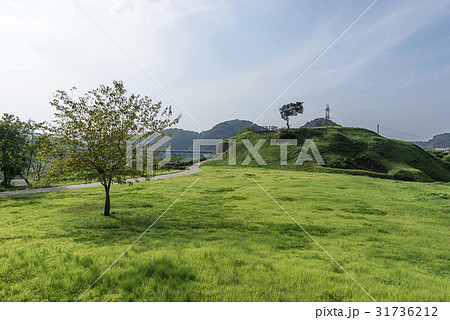 京畿道 キョンギド 木 31736212