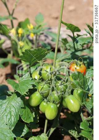 つくば実験植物園のミニトマト つくば実験植物園のミニトマト 31736667