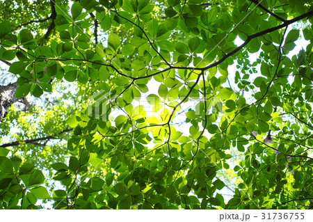 青葉の中でエコイメージ 青葉の中でエコイメージ 31736755