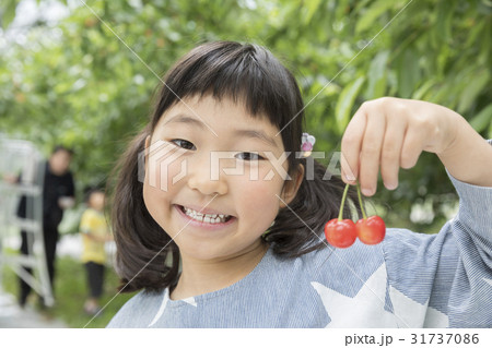 さくらんぼ狩りイメージ 31737086