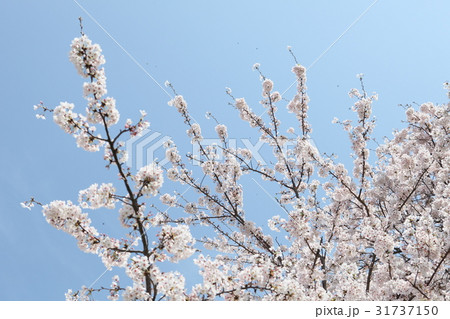 桜と青空 31737150