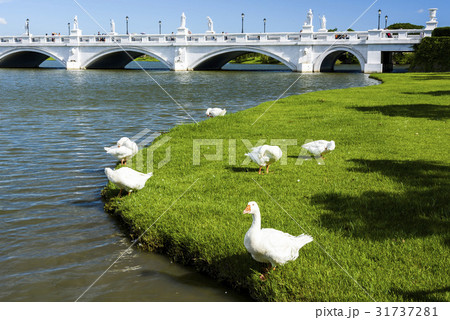 The goose on the pond The goose on the pond 31737281