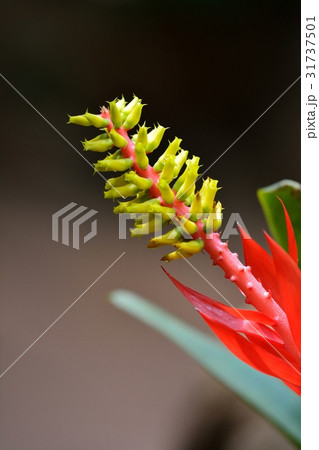 エクメアヌディカウリス 31737501