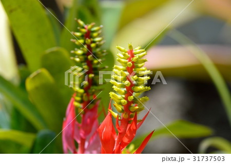 エクメアヌディカウリス 31737503