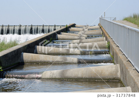 ハーフコーン型魚道（多摩川・二ヶ領上河原堰、５月２０日） 31737848