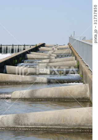 ハーフコーン型魚道（多摩川・二ヶ領上河原堰、５月２０日） 31737850