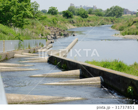 ハーフコーン型魚道（多摩川・二ヶ領上河原堰、５月２０日） 31737851