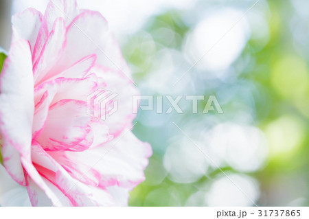 ツバキ・酒中花 ツバキ・酒中花 31737865