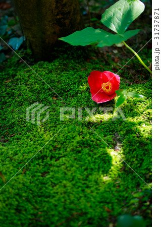 苔の上の椿~月下美人 苔の上の椿~月下美人 31737871