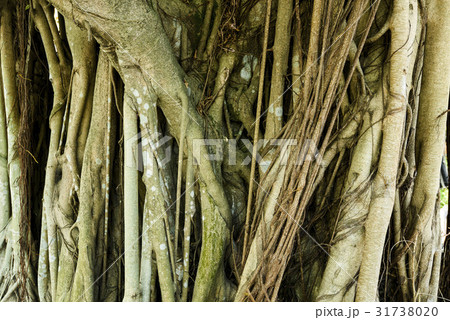 Trunk roots of ficus Trunk roots of ficus 31738020