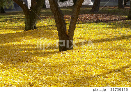 Natural Materials Natural Materials 31739156