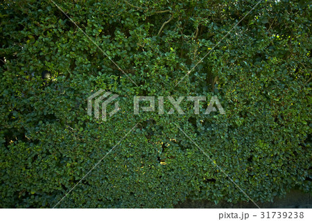 Natural Materials 31739238