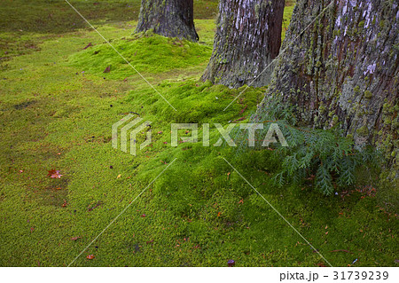 Natural Materials 31739239