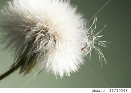 Natural View Natural View 31739543