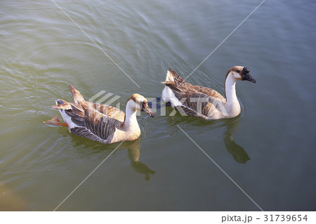 Exploring nature 31739654