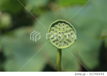 Four Seasons 31740343