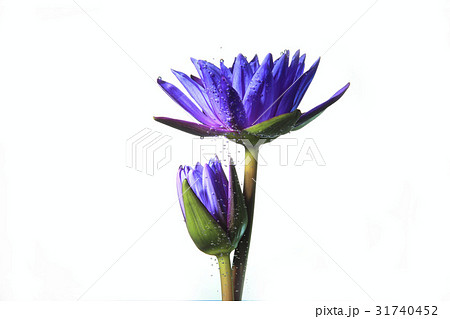 Flower In The Water 31740452