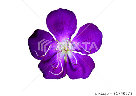 Flower Head Flower Head 31740573