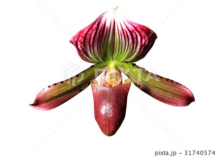 Flower Head Flower Head 31740574