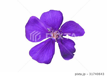 Flower Head Flower Head 31740643