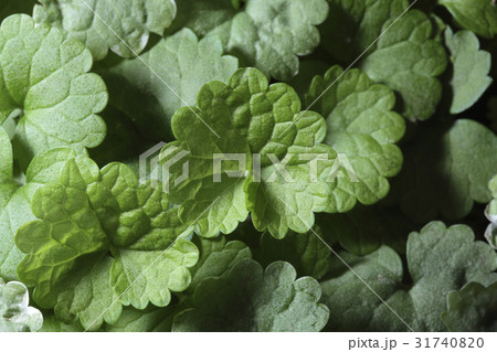 Flower & Herb 31740820