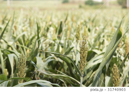 Natural View 31740903