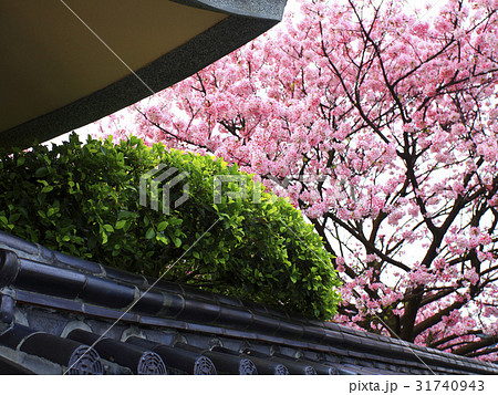 Natural View 31740943