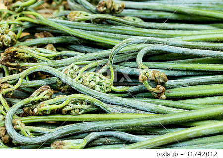 朝採りワラビ 朝採りワラビ 31742012